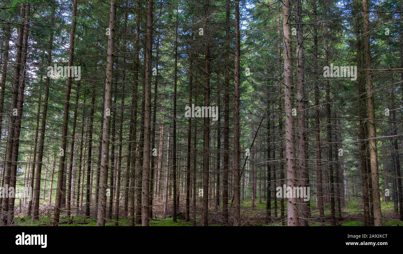 Pine tree forest in Sweden Stock Photo Alamy
