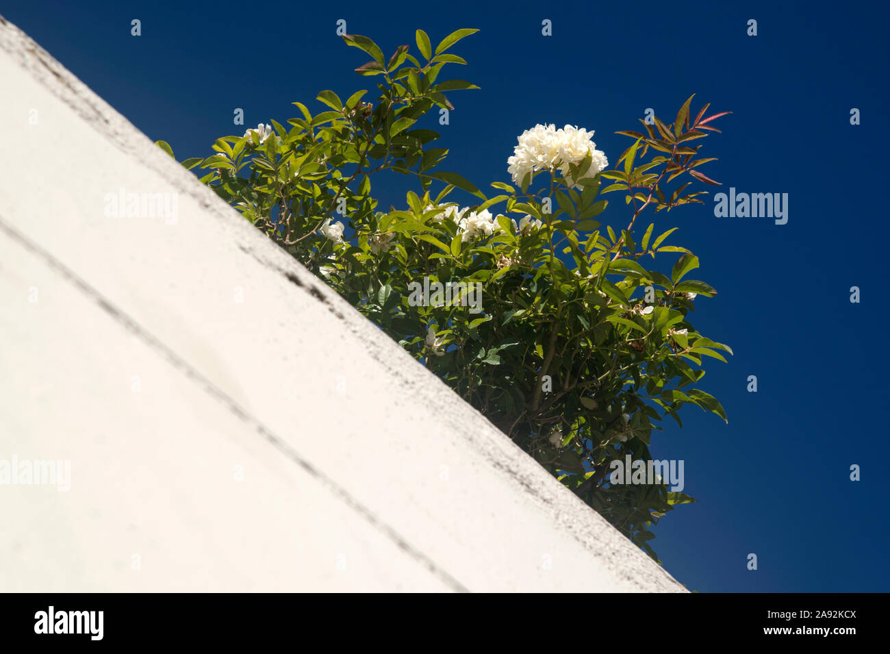 white small rose flowers on blue dark sky Stock Photo