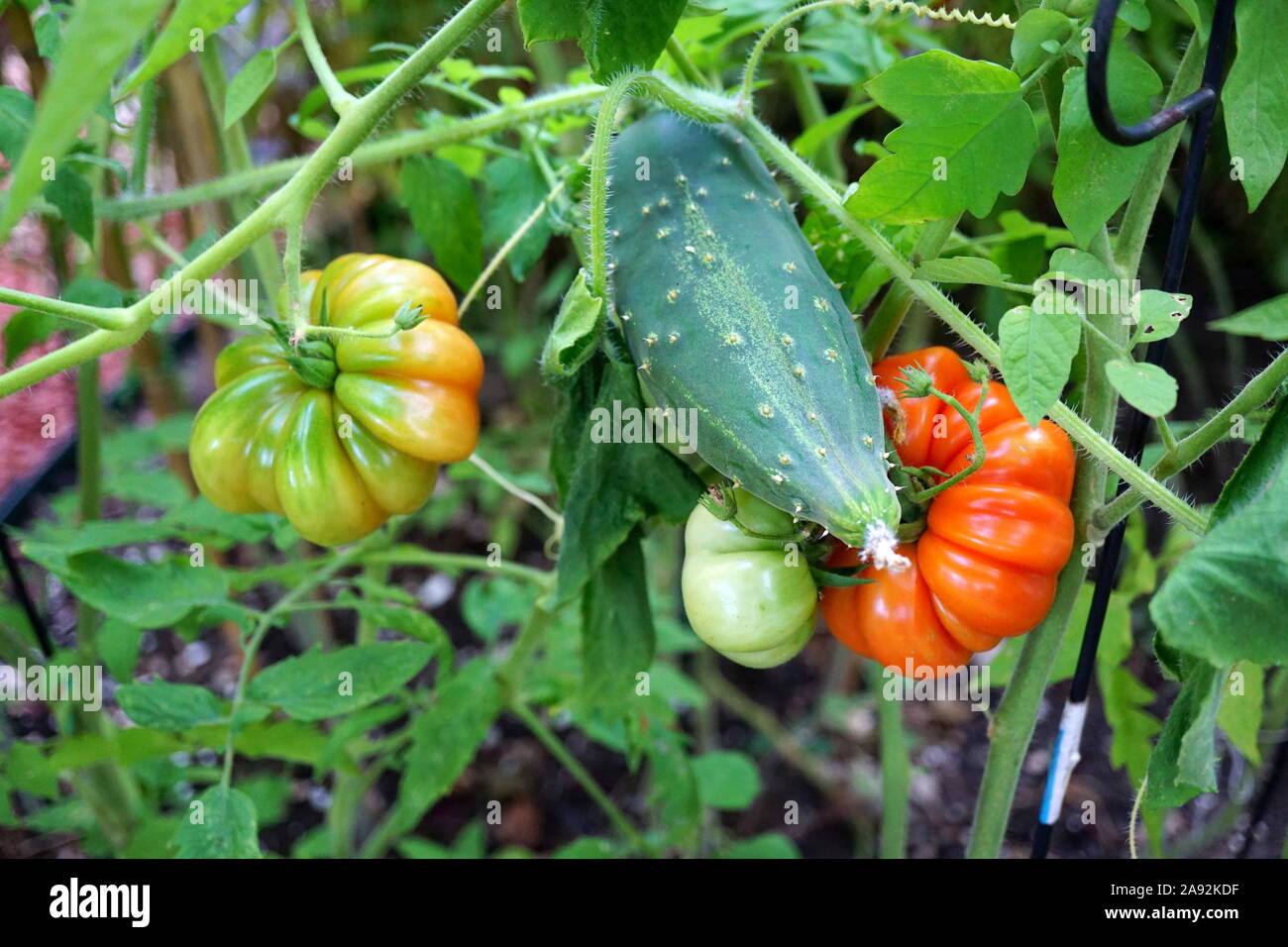 Gardening, growing Costoluto Fiorentino and cucumber on the vine Stock Photo