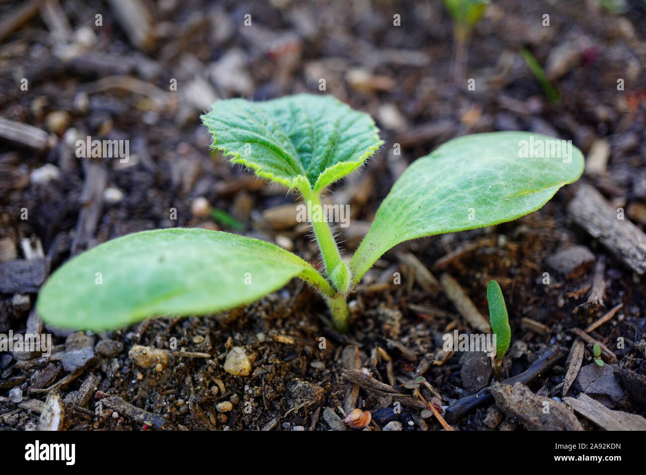 Squash seedling hi-res stock photography and images - Alamy