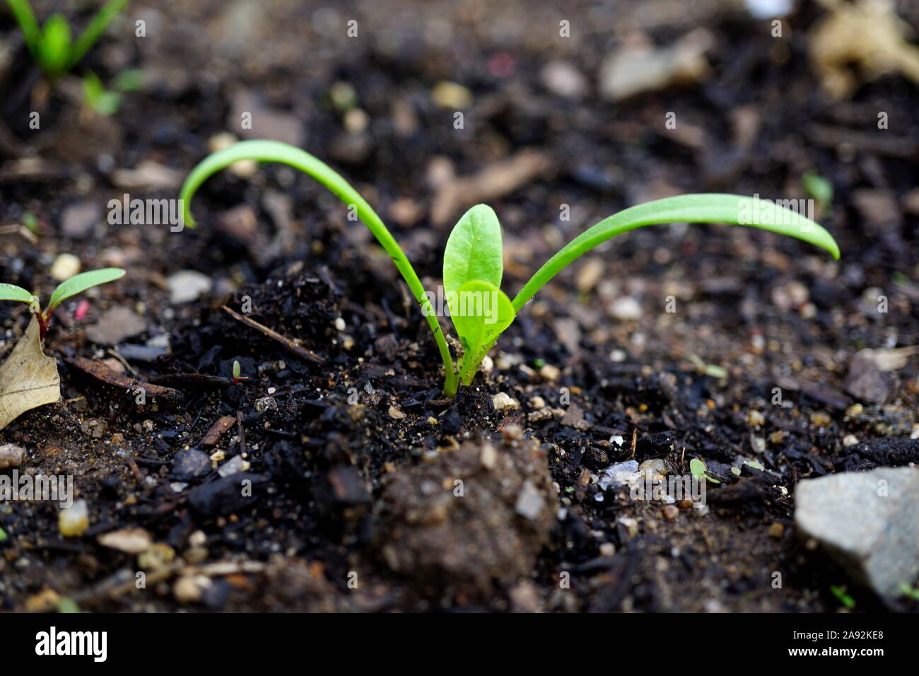 Spinach Germination