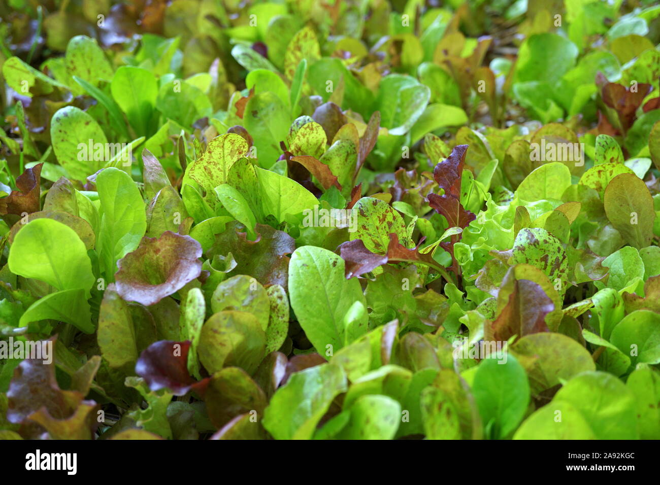 Growing vegetables, Red Wing lettuce mix Stock Photo Alamy