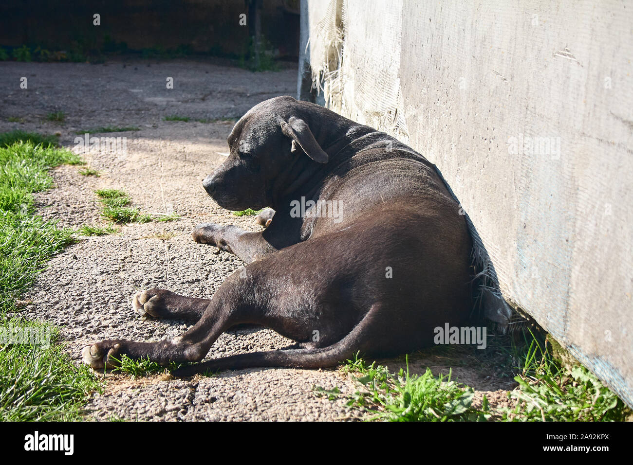 Black dog lying against a wall Stock Photo