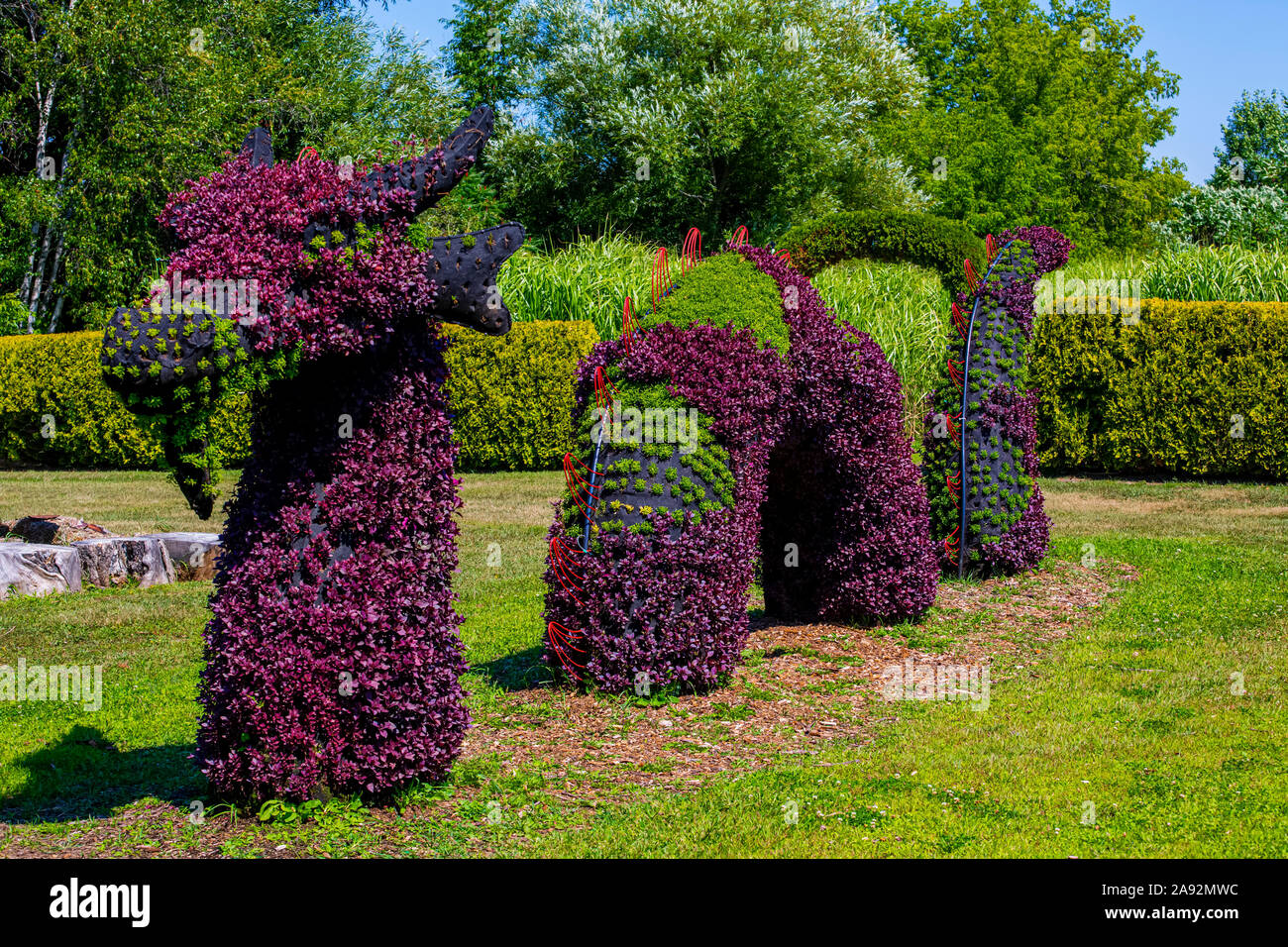 Plants with purple and green foliage created in the shape of a dragon or sea monster; St Lazare, Quebec, Canada Stock Photo