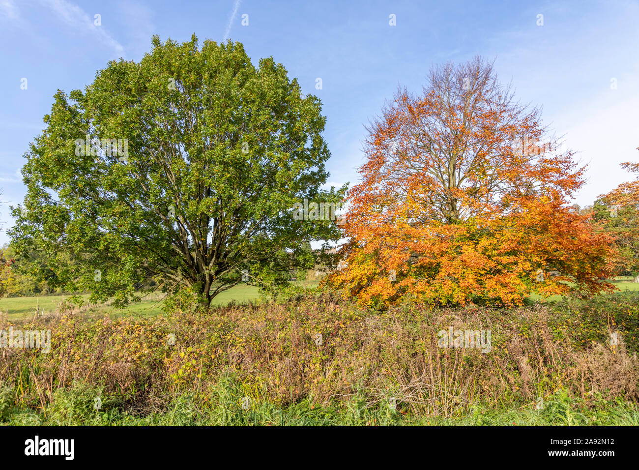 An oak tree (still green) and a beech tree in full autumn colour at Blaisdon, Forest of Dean, Gloucestershire UK Stock Photo