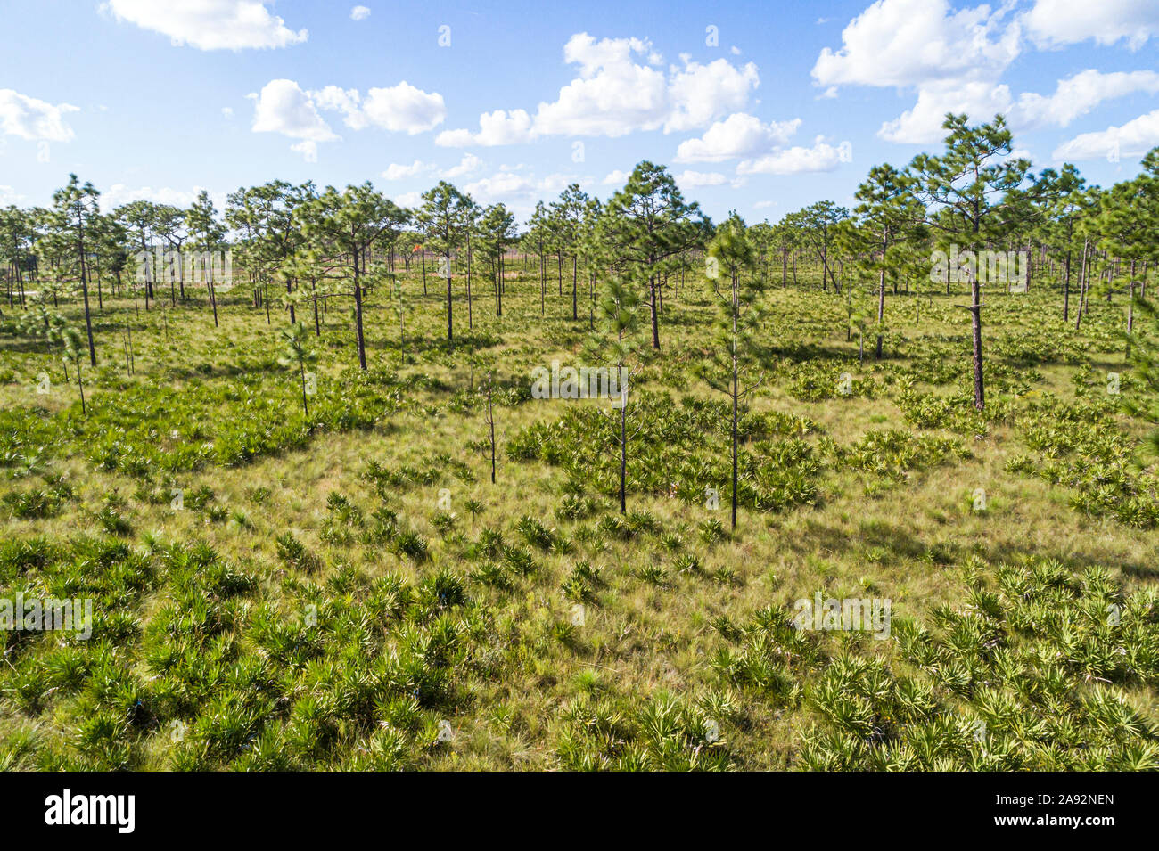 Florida,Three Lakes Wildlife Management Area WMA,nature preserve refuge natural habitat conservation,prairie flatwood pine trees saw palmetto aerial,F Stock Photo