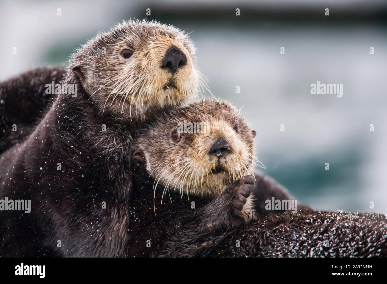 Close Up View Of Sea Otters Huddled Together, Prince William Sound, Southcentral Alaska, Winter Stock Photo