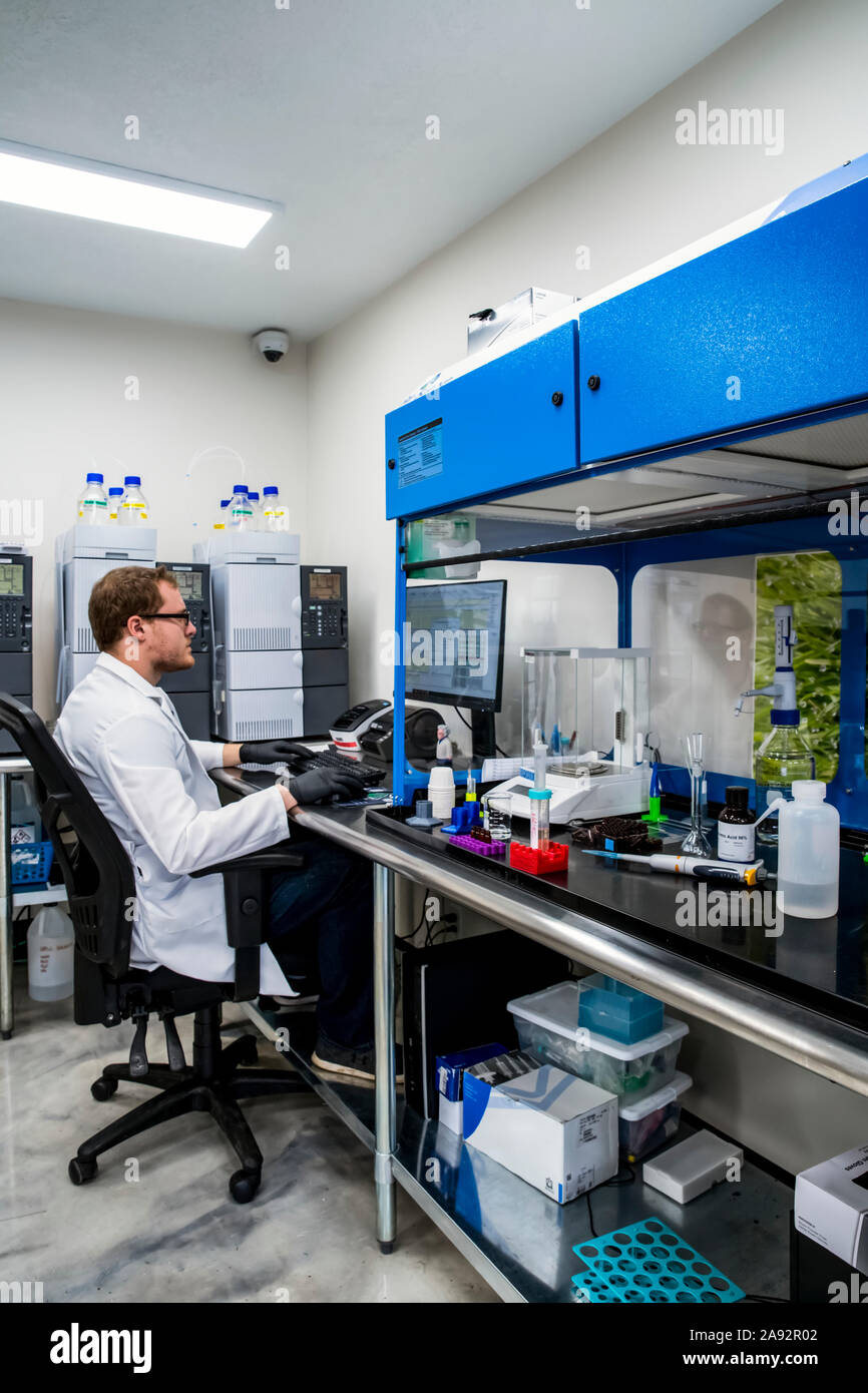 Laboratory testing of cannabis; Cave Junction, Oregon, United States of America Stock Photo Alamy