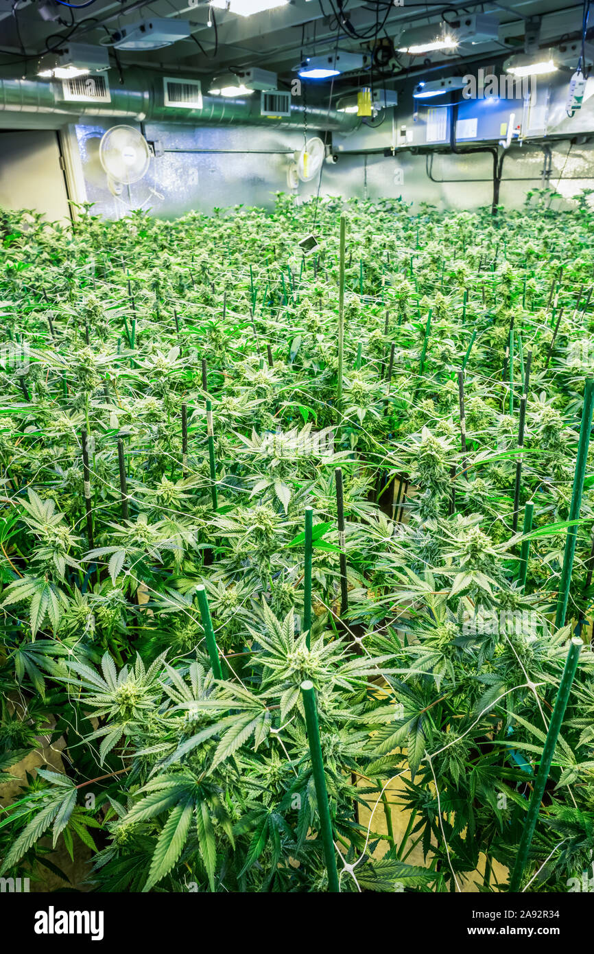 Early flowering stage hires stock photography and images Alamy