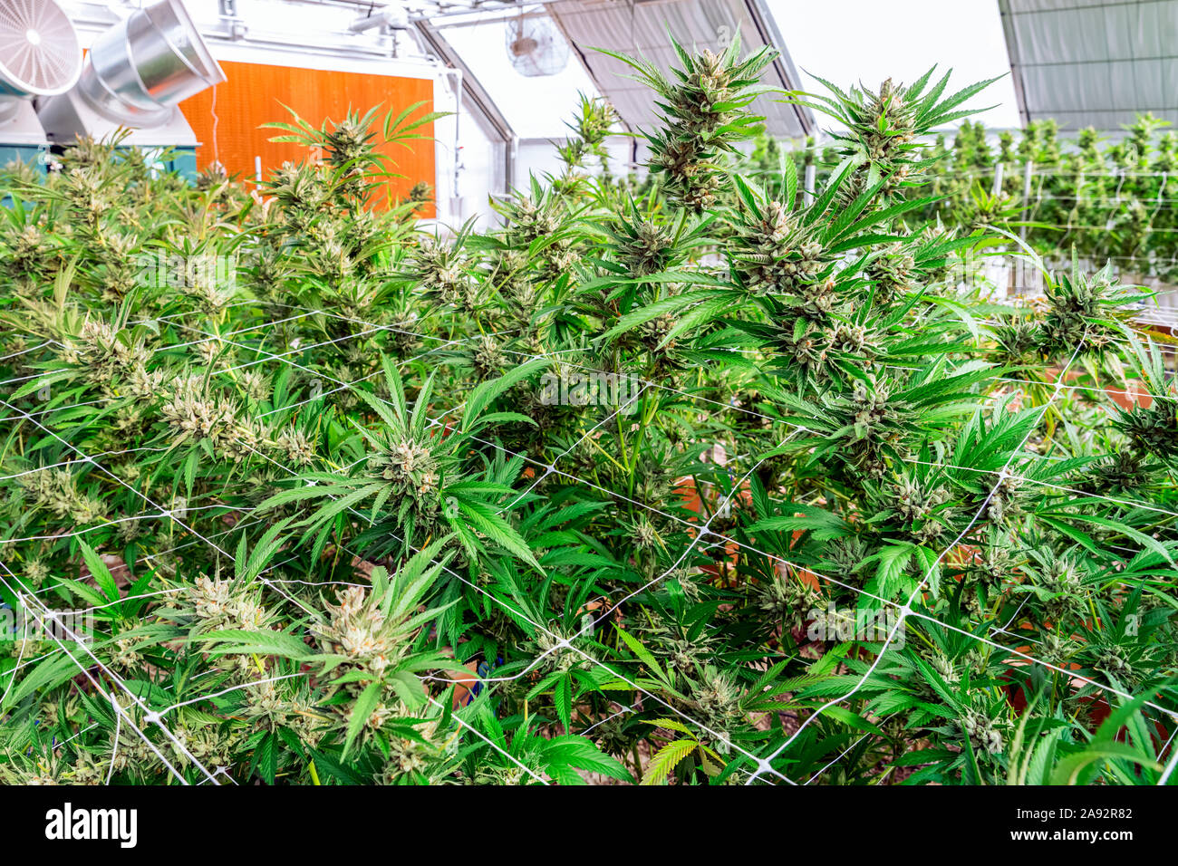 Cannabis plants in flowering stage growing indoors under artificial