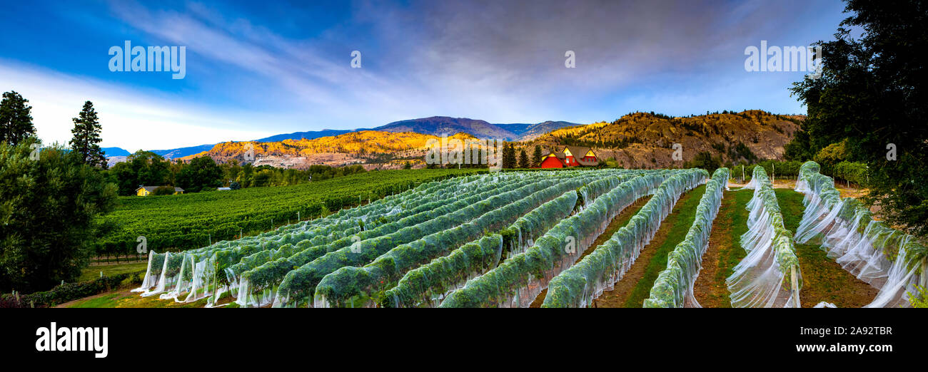 Vineyard and Cascade Mountains at dusk, vines covered with plastic, Okanagan Valley; British Columbia, Canada Stock Photo