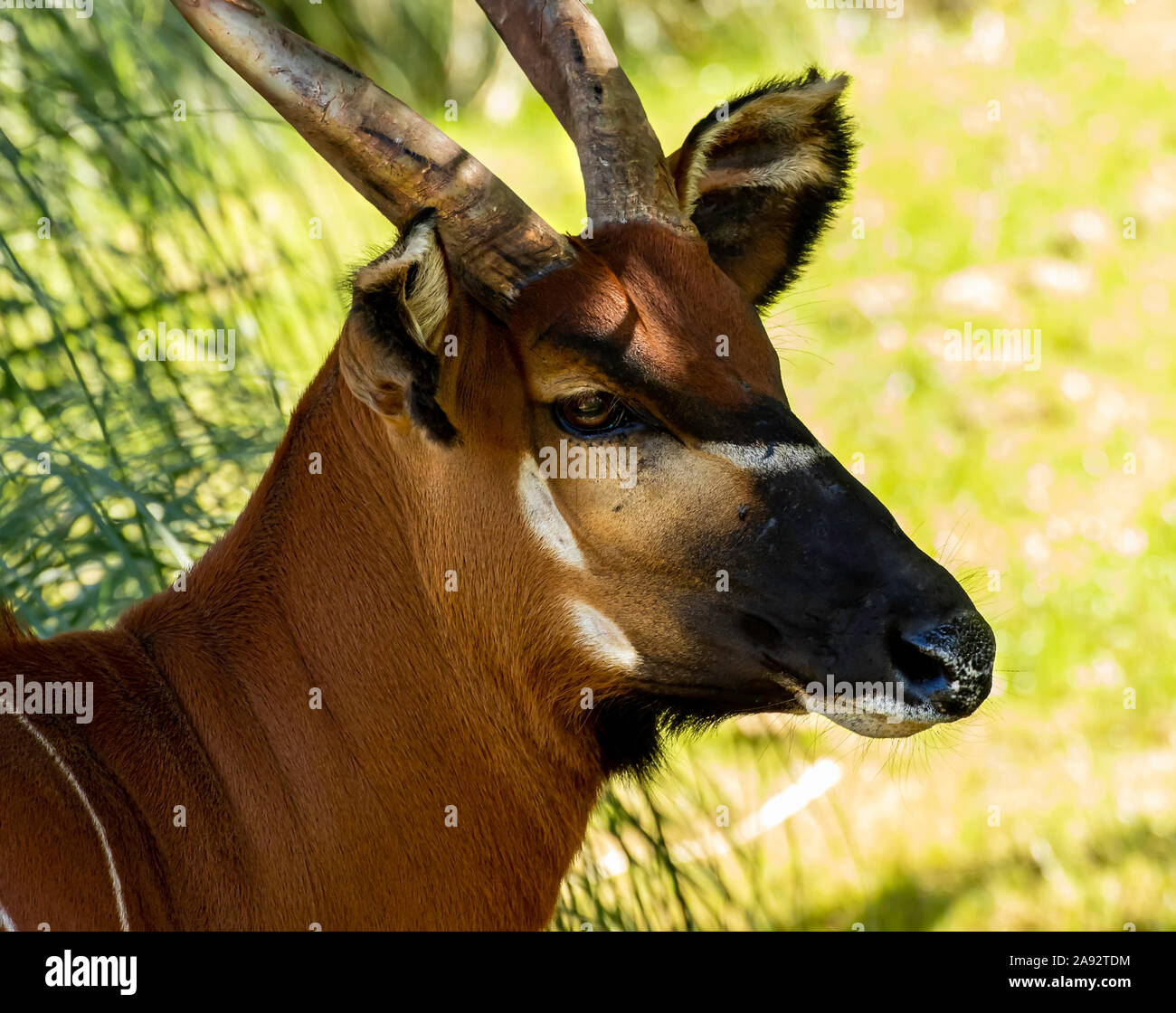 Eastern Bongo at paignton Zoo, Devon, UK Stock Photo Alamy