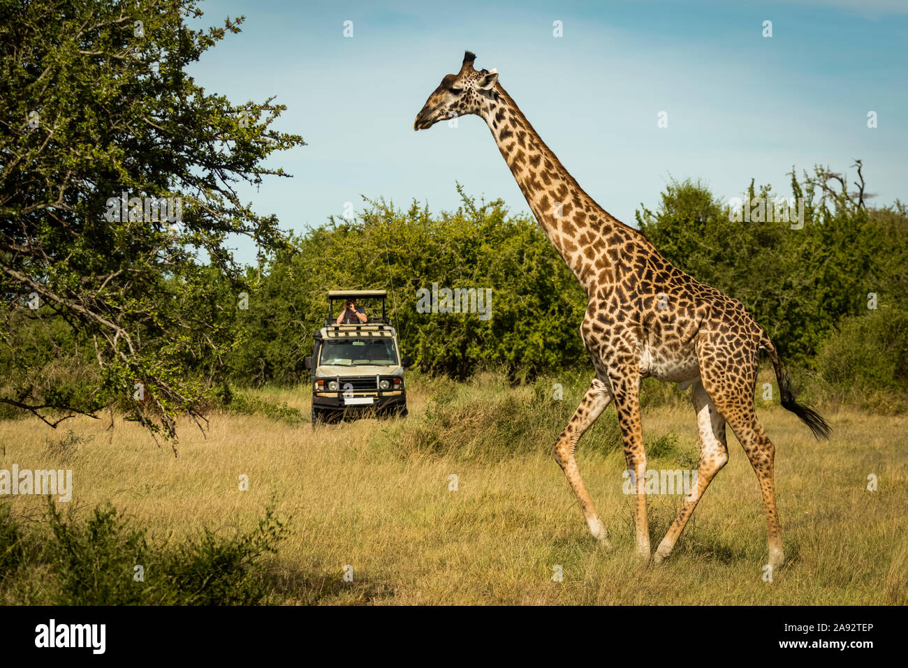 Masai giraffe (Giraffa camelopardalis tippelskirchii) walks past photographer in truck, Grumeti Serengeti Tented Camp, Serengeti National Park Stock Photo