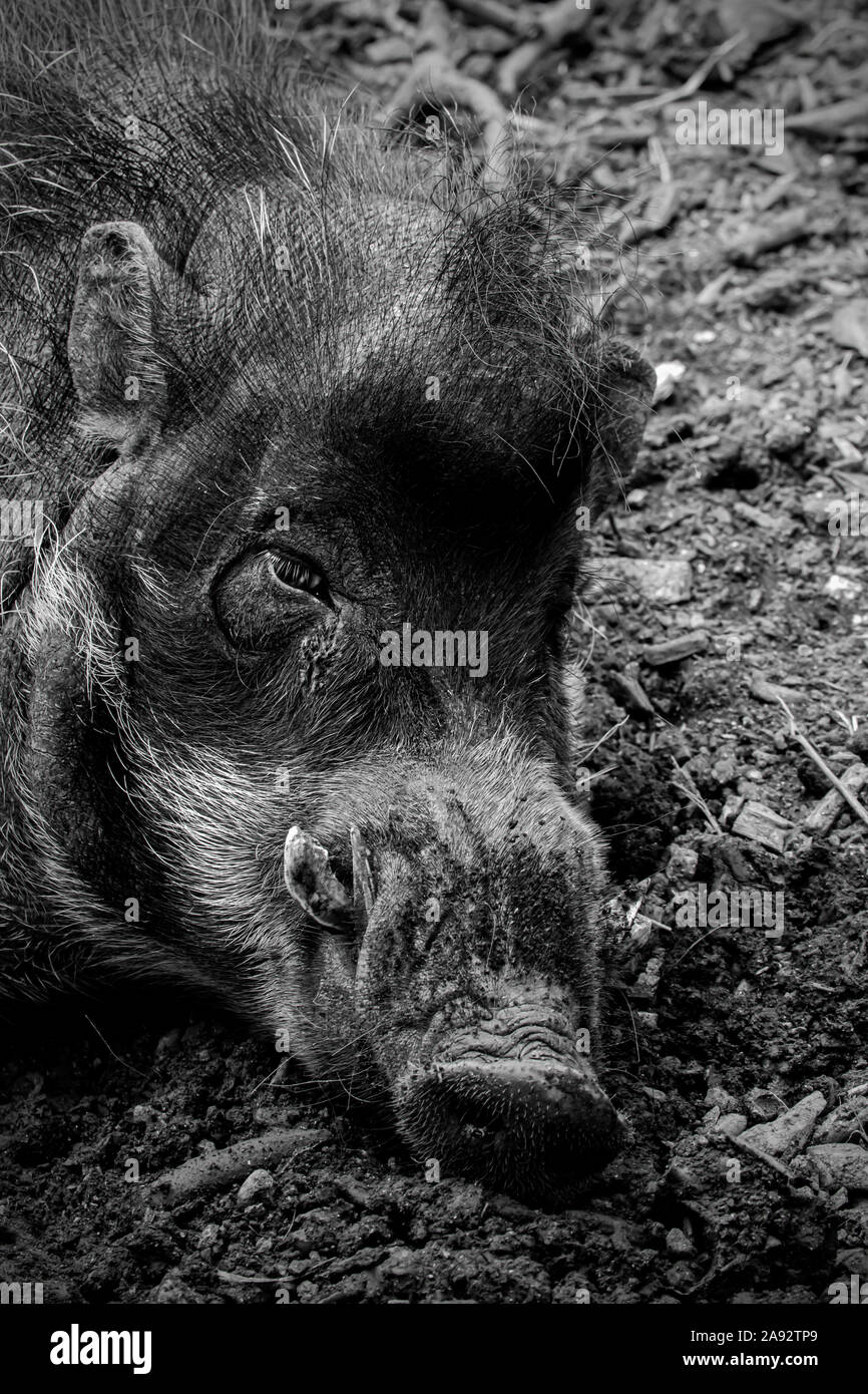 Visayan Warty Pig at Newquay Zoo, Cornwall,  UK Stock Photo