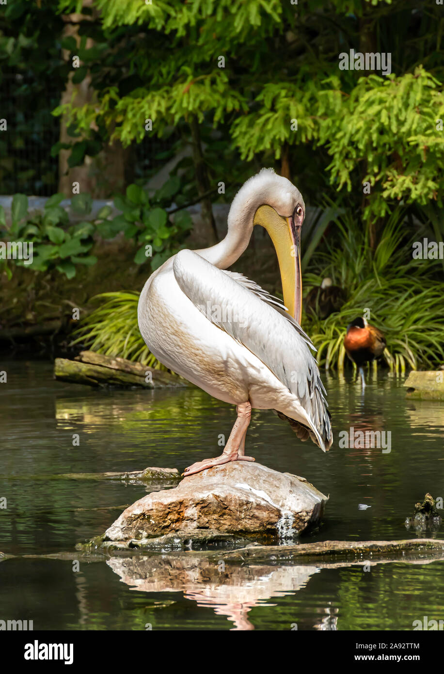 Great white Pelican at Newquay Zoo, Cornwall, UK. One of the worlds largest flying birds. Stock Photo