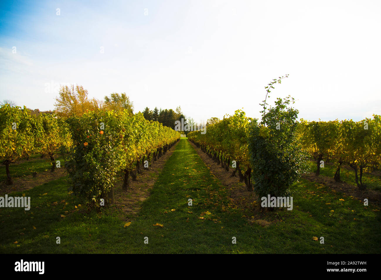 Reif Estate Winery Stock Photo