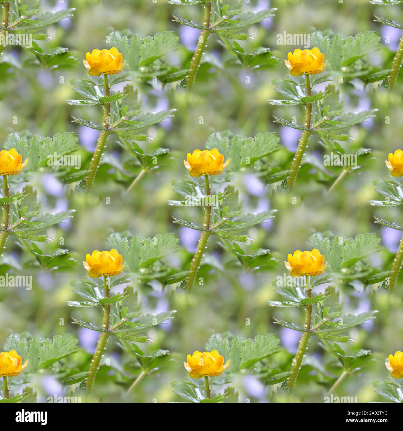 Spring square background, with yellow Kupava flowers Stock Photo - Alamy