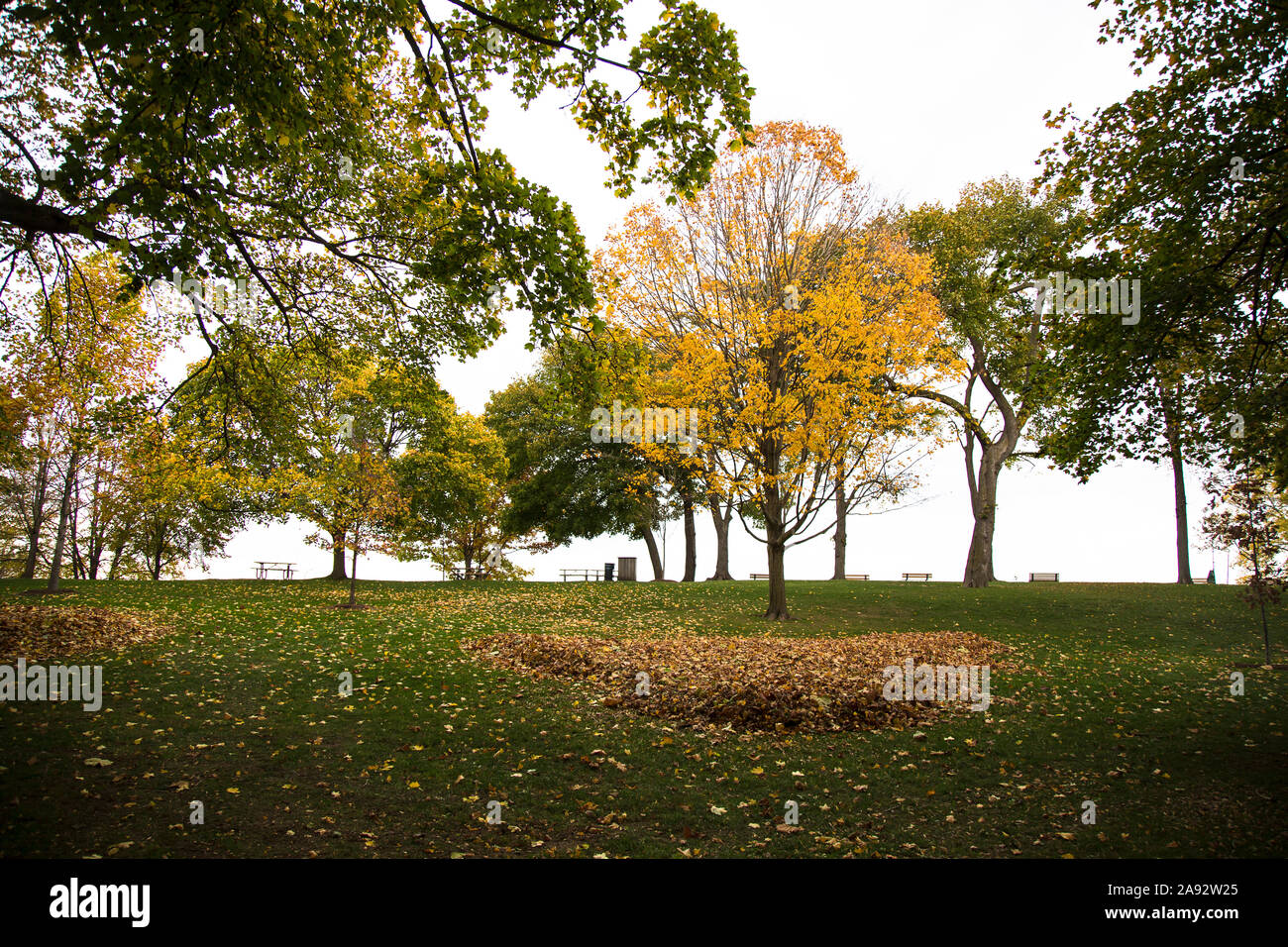 Autumn leaves falling from a tree in a park Stock Photo