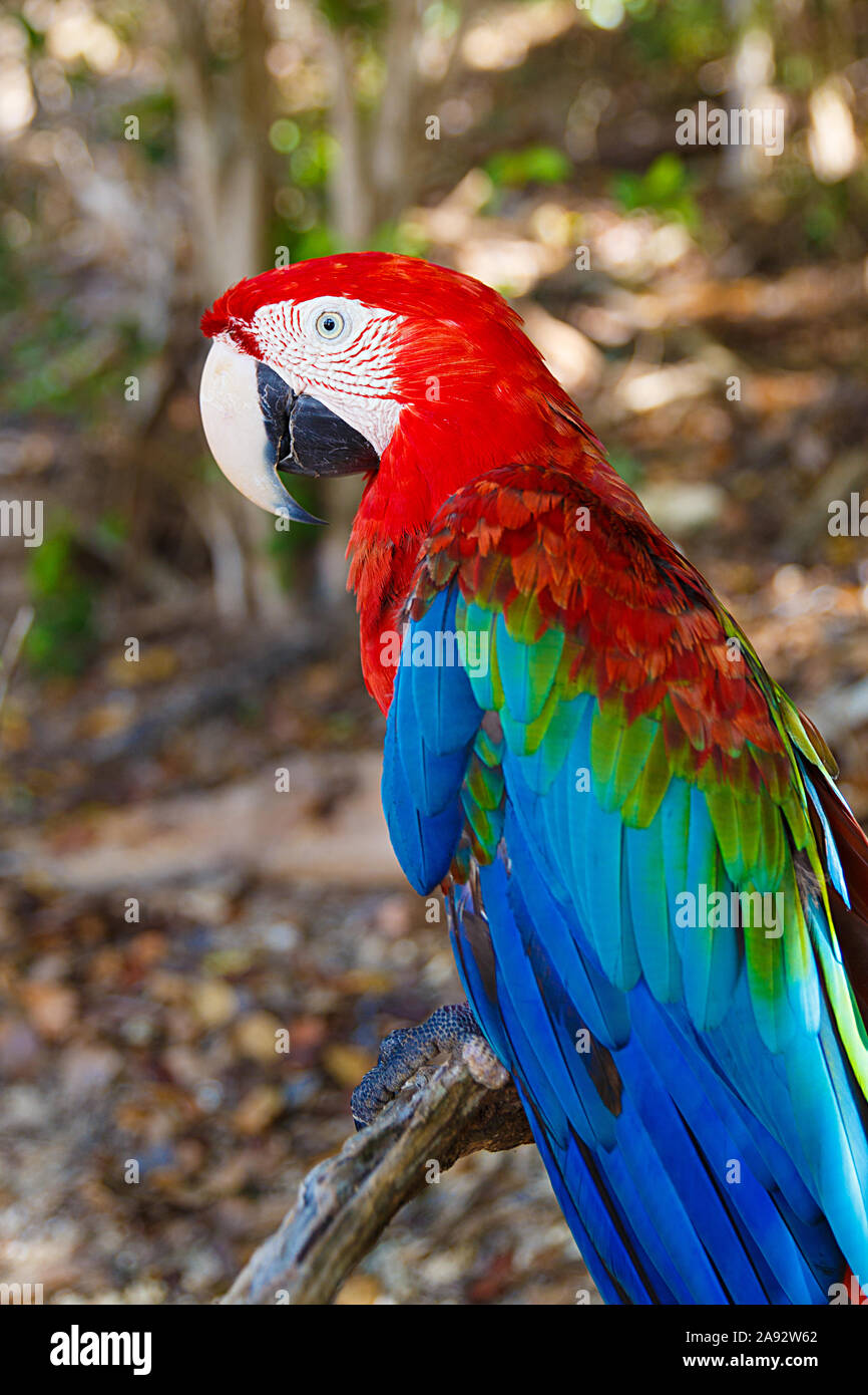 macaw , cayo saetia - cuba Stock Photo - Alamy