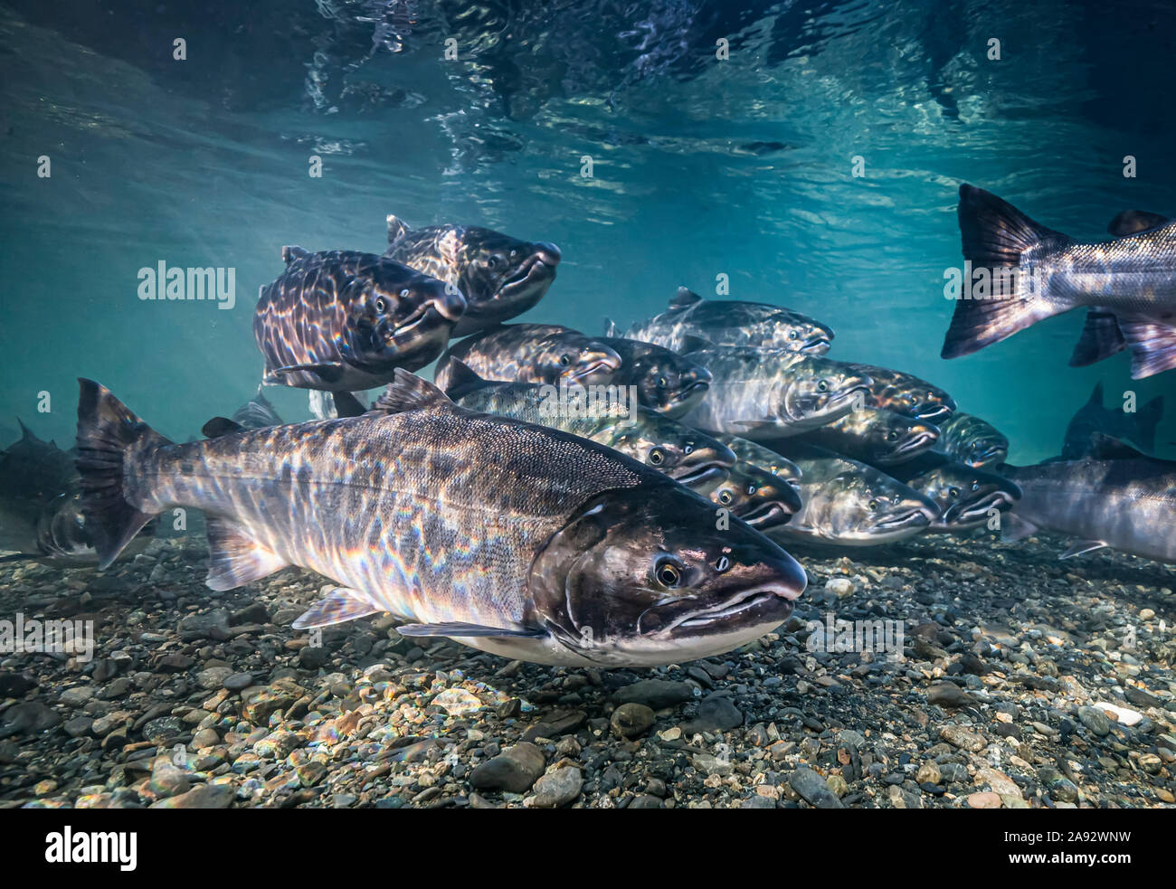 Ocean bright Coho Salmon (Oncorhynchus kisutch) on their spawning migration in an Alaskan stream at the start of Autumn. Although they are in fresh... Stock Photo