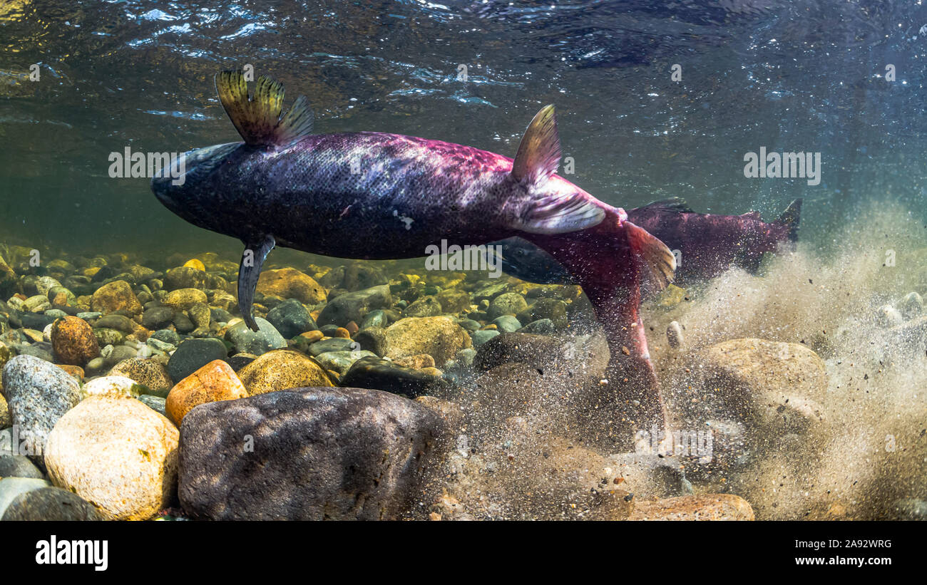 A gravid female Chinook Salmon (Oncorhynchus tshawyscha) turns on her side to begin a redd excavation dig in Montana Creek, a tributary of the Susi... Stock Photo