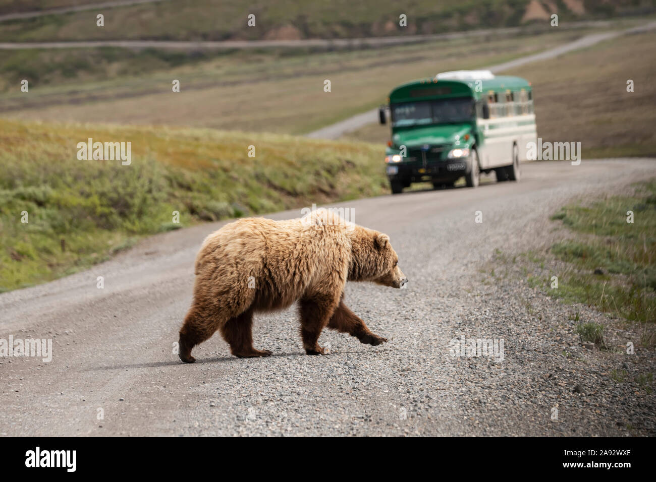 Grizzy bear sow (Ursus arctos hornbills) crosses Park Road as Park tour bus is approaching. Her cubs will soon follow her. Denali National Park and... Stock Photo