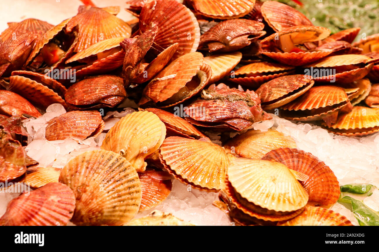 stacked golden scallop shells with meat inside ready for sale at the market Stock Photo
