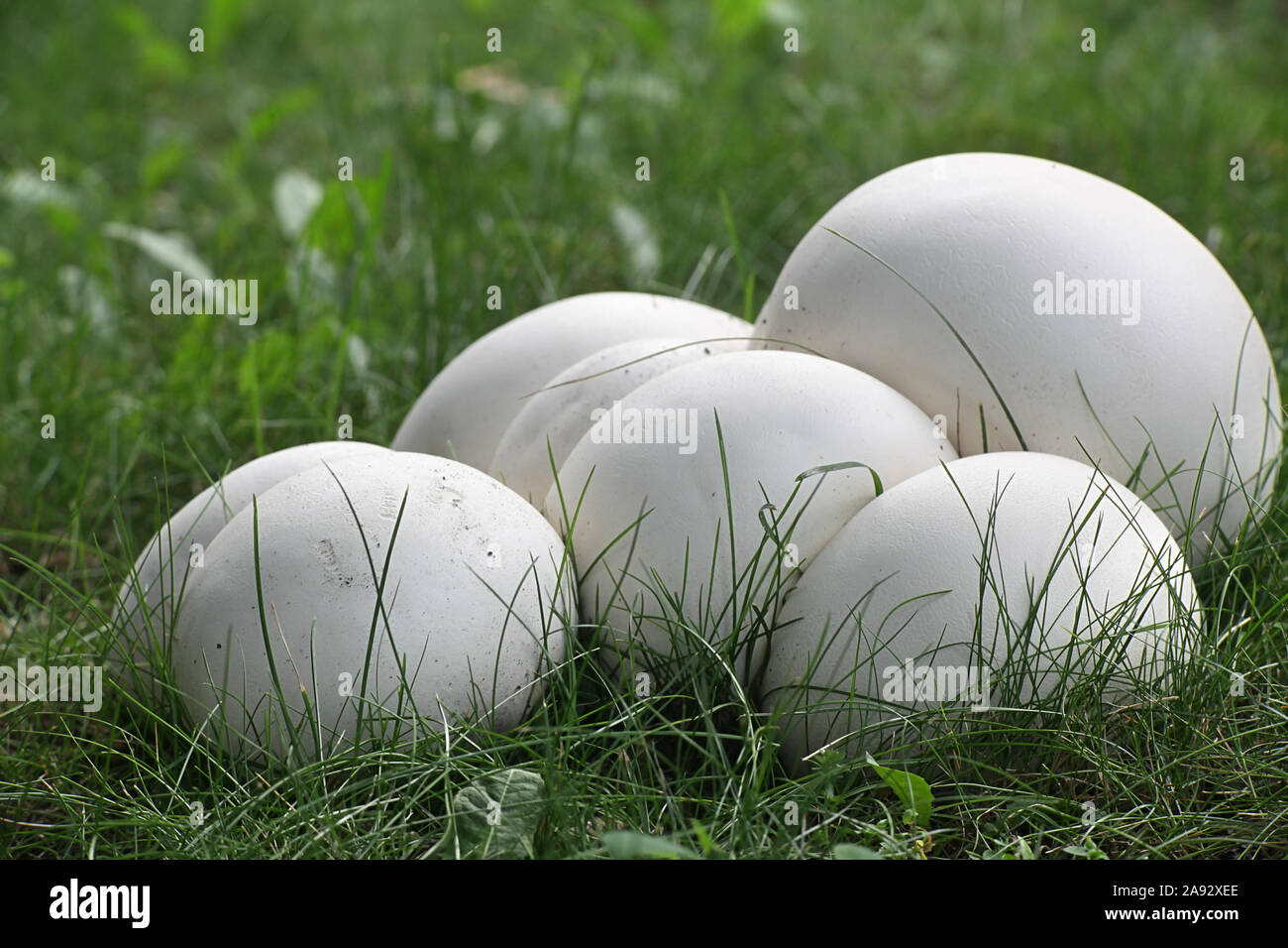 Calvatia gigantea, commonly known as the giant puffball, growing wild in Finland Stock Photo