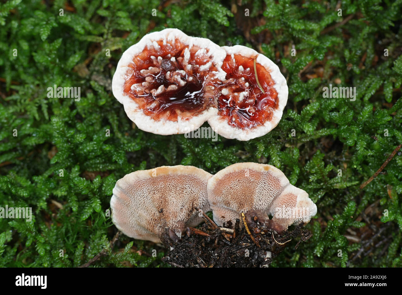 Hydnellum peckii, known as strawberries and cream, the bleeding Hydnellum and the bleeding tooth fungus,  wild mushroom from Finland Stock Photo