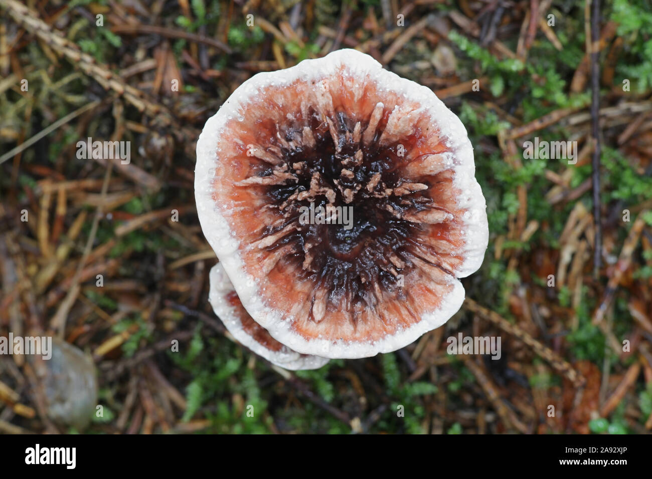 Bleeding mushroom : 549 images, photos de stock, objets 3D et images  vectorielles