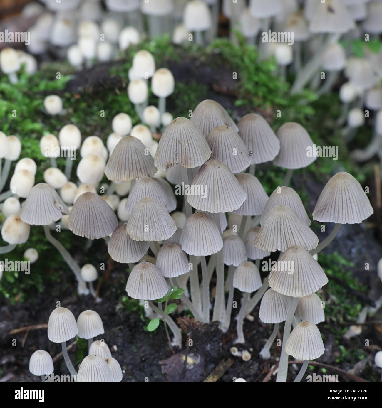 Coprinellus disseminatus (formerly Coprinus disseminatus), known as fairy inkcap or trooping crumble cap Stock Photo