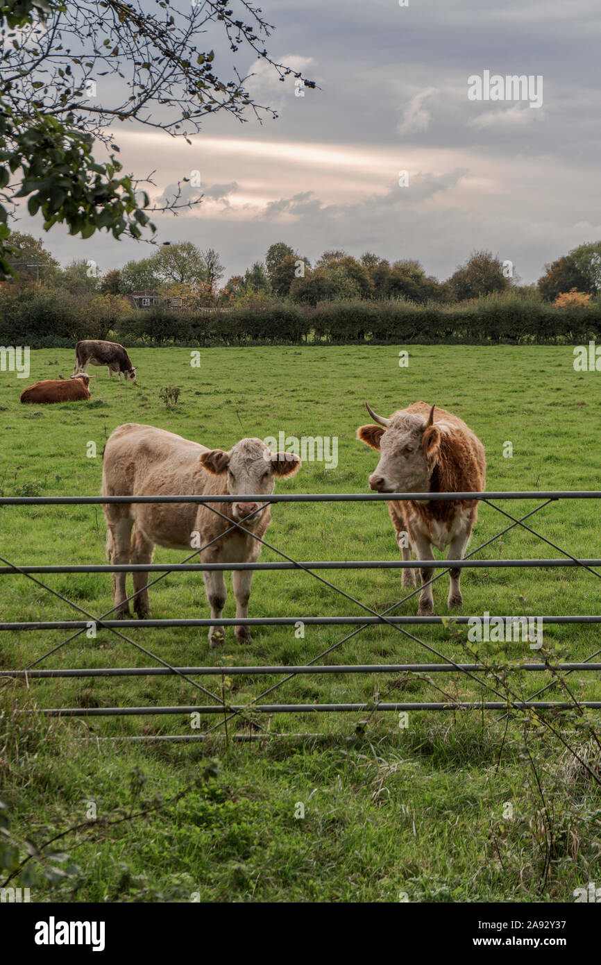 Metal farm gate hi-res stock photography and images - Alamy
