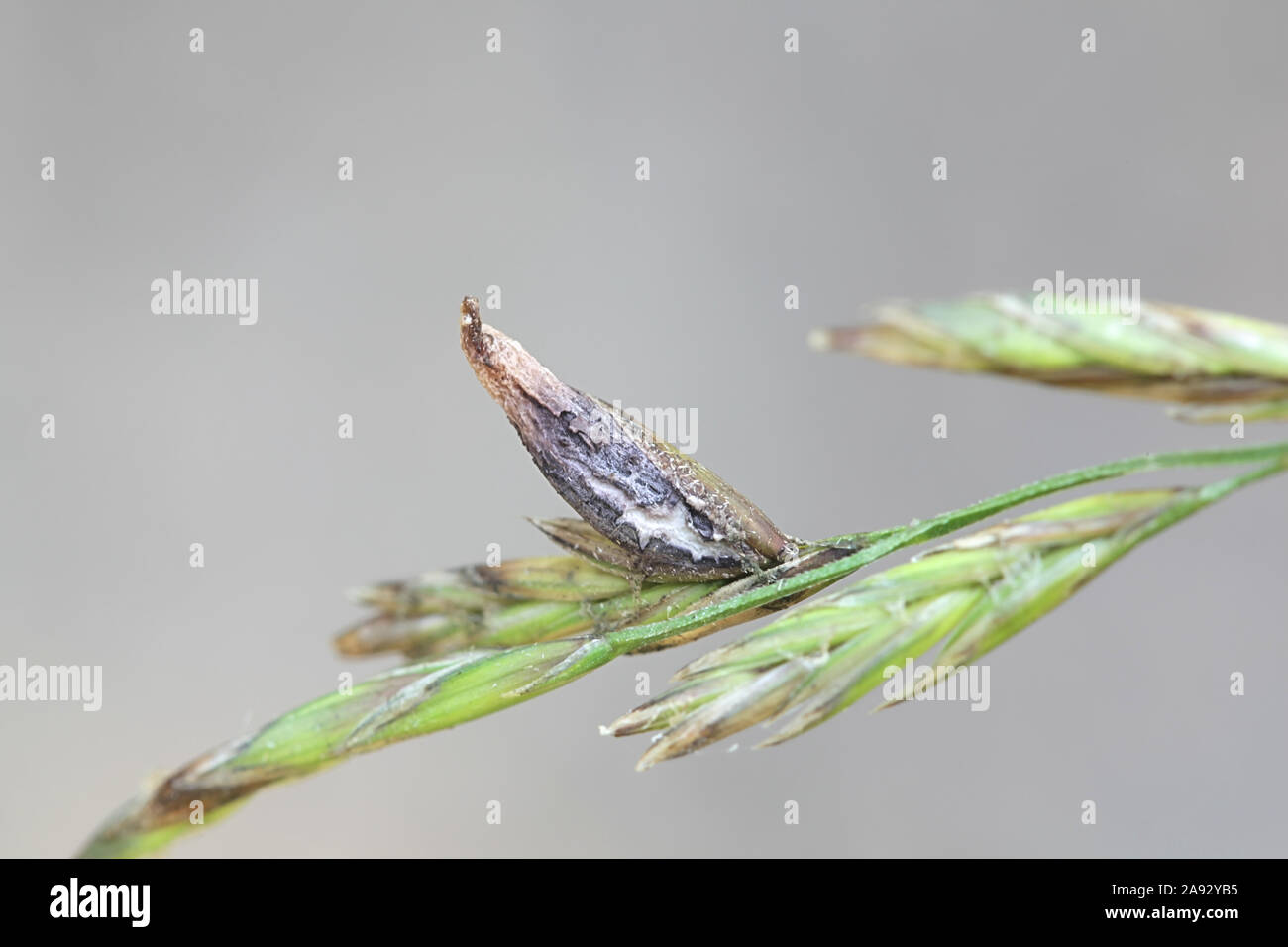 Claviceps purpurea, a poisonous fungal infection in cereals and grasses called the ergot fungus Stock Photo