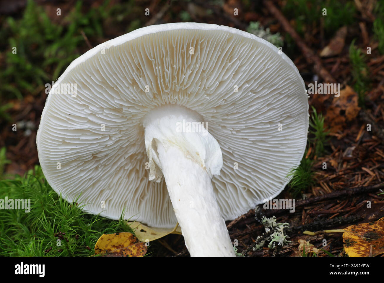 Amanita virosa, known as the destroying angel, a deadly poisonous mushroom from Finland Stock Photo