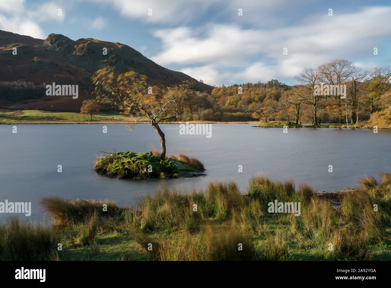 Lone tree at Rydal Water in the Lake District National Park Stock Photo