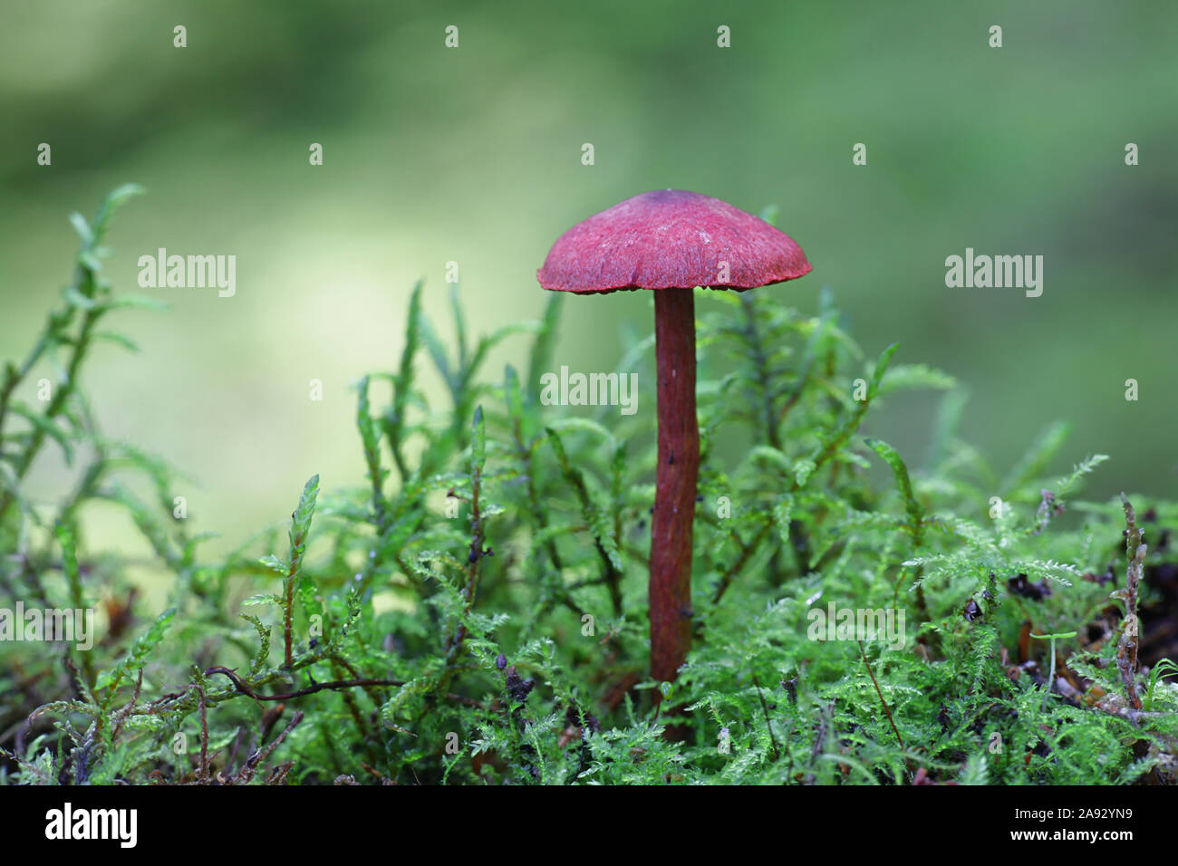 Cortinarius sanguineus, known as the blood red webcap, wild mushroom from Finland Stock Photo