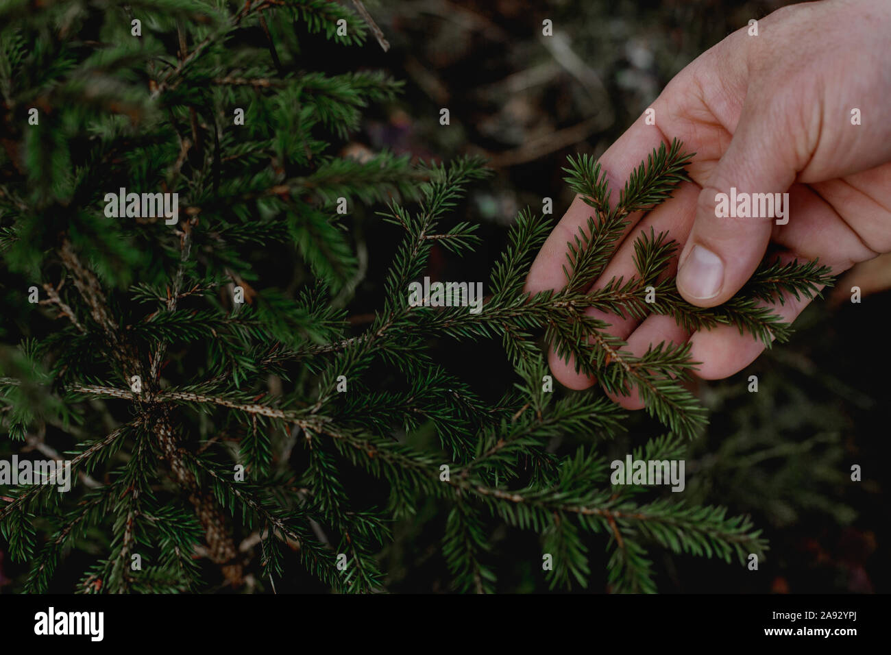 Hand holding pine twig Stock Photo