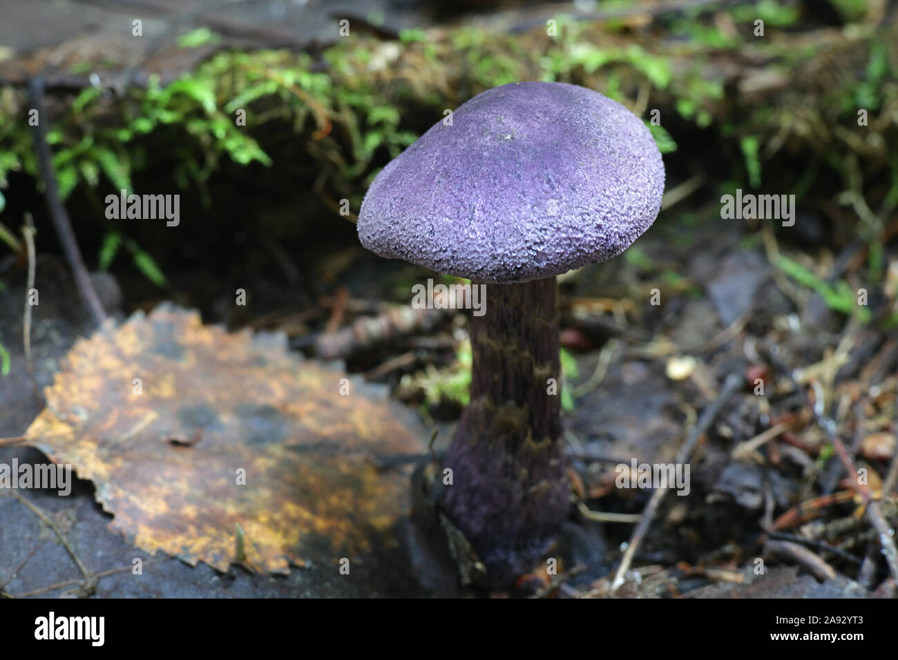 Cortinarius violaceus, known as the violet webcap or violet cort, wild mushroon from Finland Stock Photo