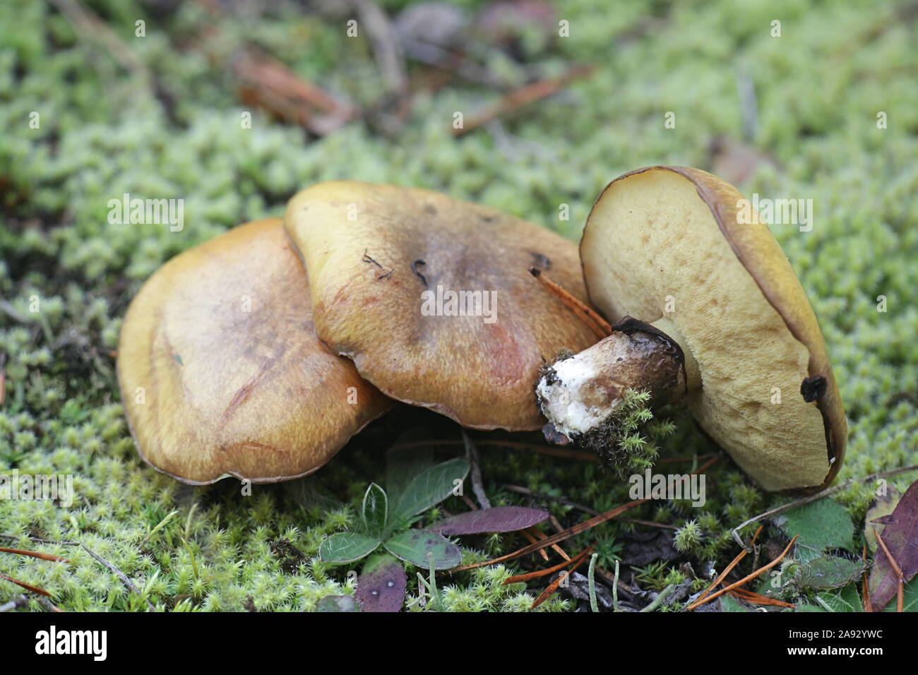 Suillus luteus, known as slippery jack or sticky bun, an edible bolete ...