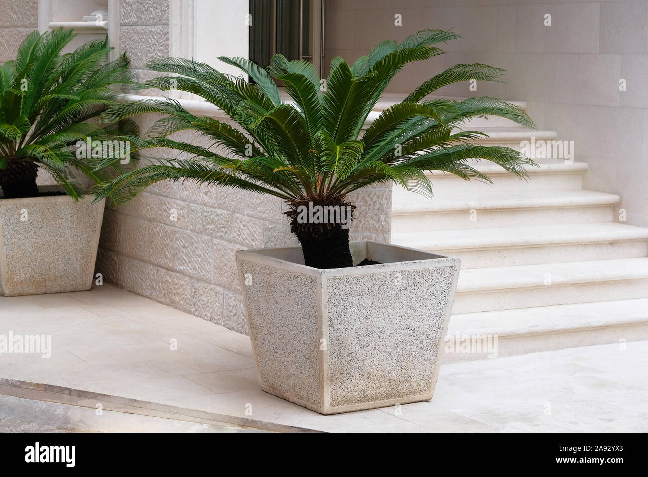 Cycas revoluta. Palm tree in beige container. Pot with large green palm tree stands at entrance to a private hotel. Design of exterior of building. Stock Photo