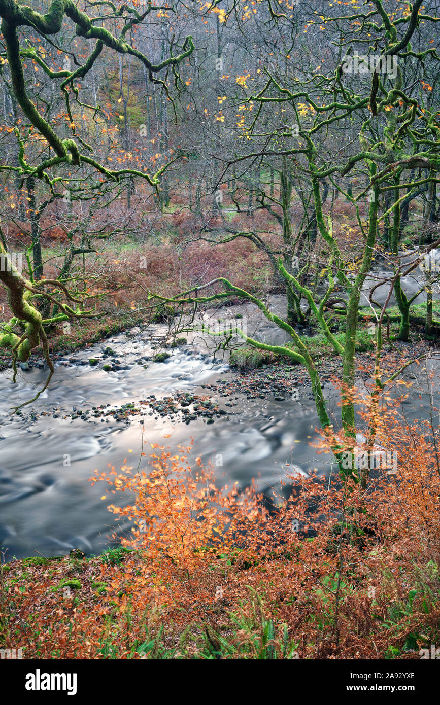 A fast flowing stream shot from above in ancient woodland near Rydal Water in the Lake District National Park Stock Photo