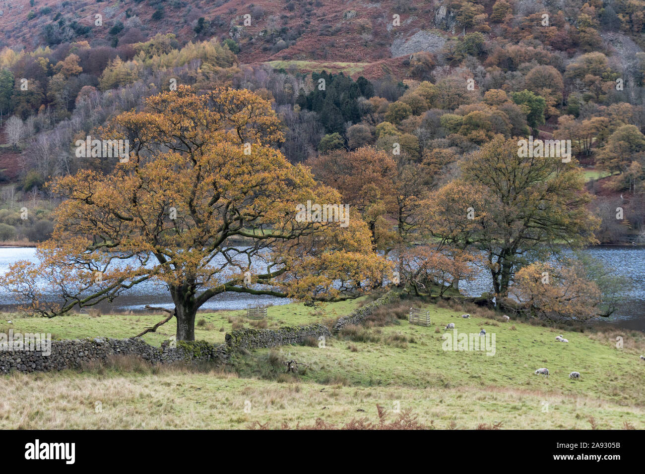 Autumn trees and stone walls on the shores of Rydal Water in the Lake District National Park. Stock Photo