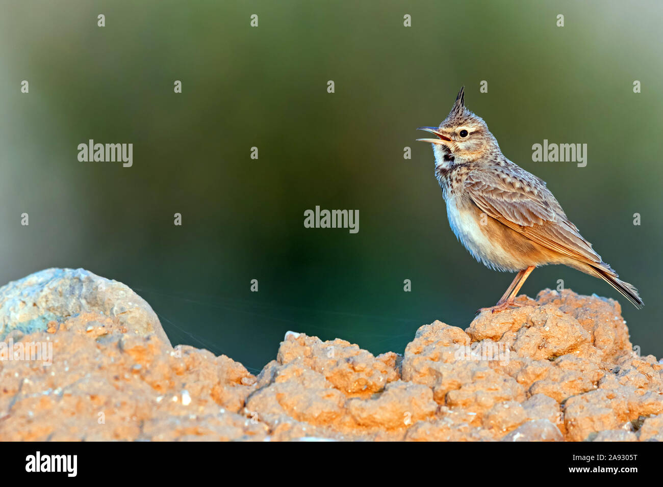 Haubenlerche, Galerida cristata, Stock Photo