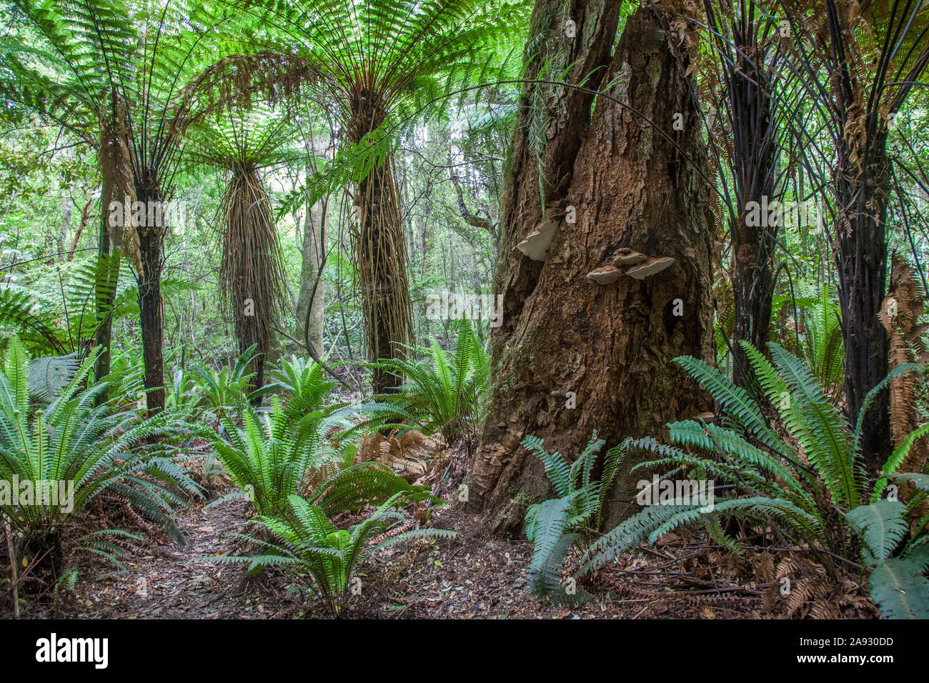 Dense tropical foliage hi-res stock photography and images - Alamy