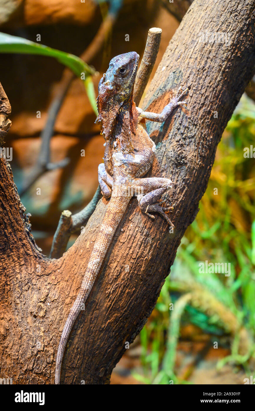 portrait of a frill necked lizard from Australia Stock Photo