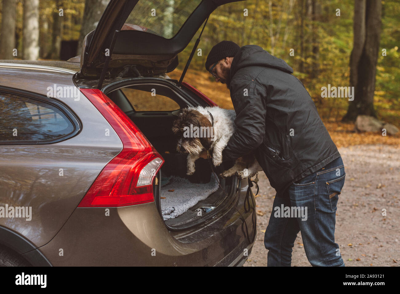 Man putting dog in car boot Stock Photo Alamy