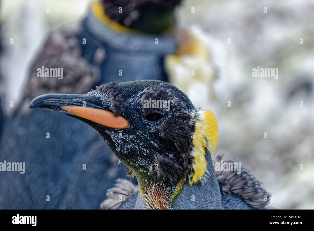 King penguin (Aptenodytes patagonicus), close up portrait, in moult, St. Andrews Bay, South Georgia Stock Photo