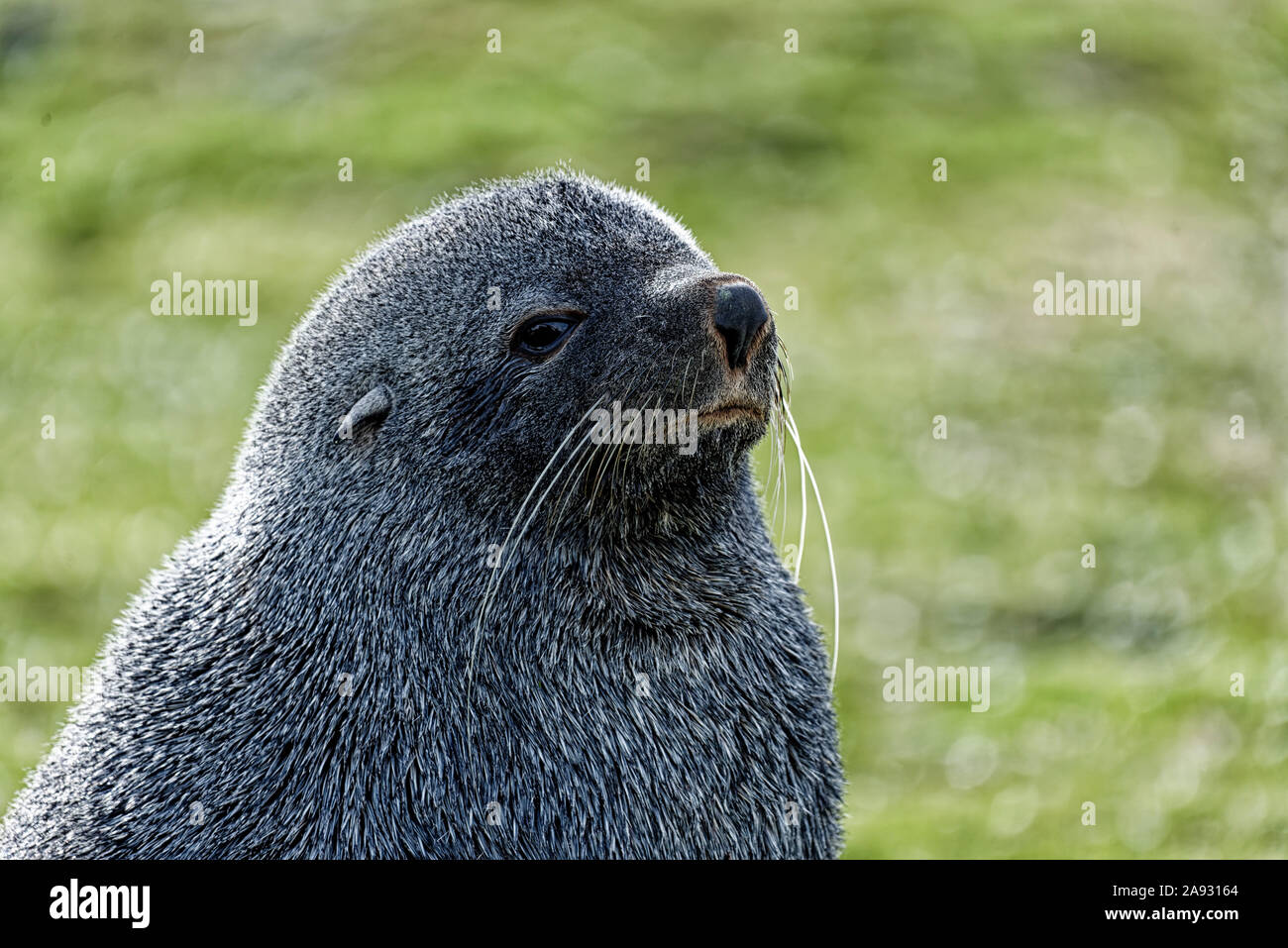 Antarctic fur seal (Arctocephalus gazella), close up, St. Andrews Bay, South Georgia Stock Photo