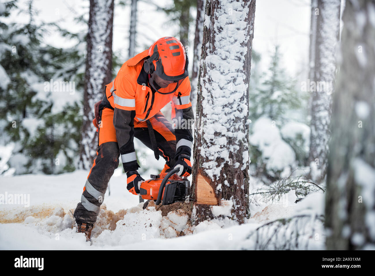 Lumberjack at work Stock Photo Alamy