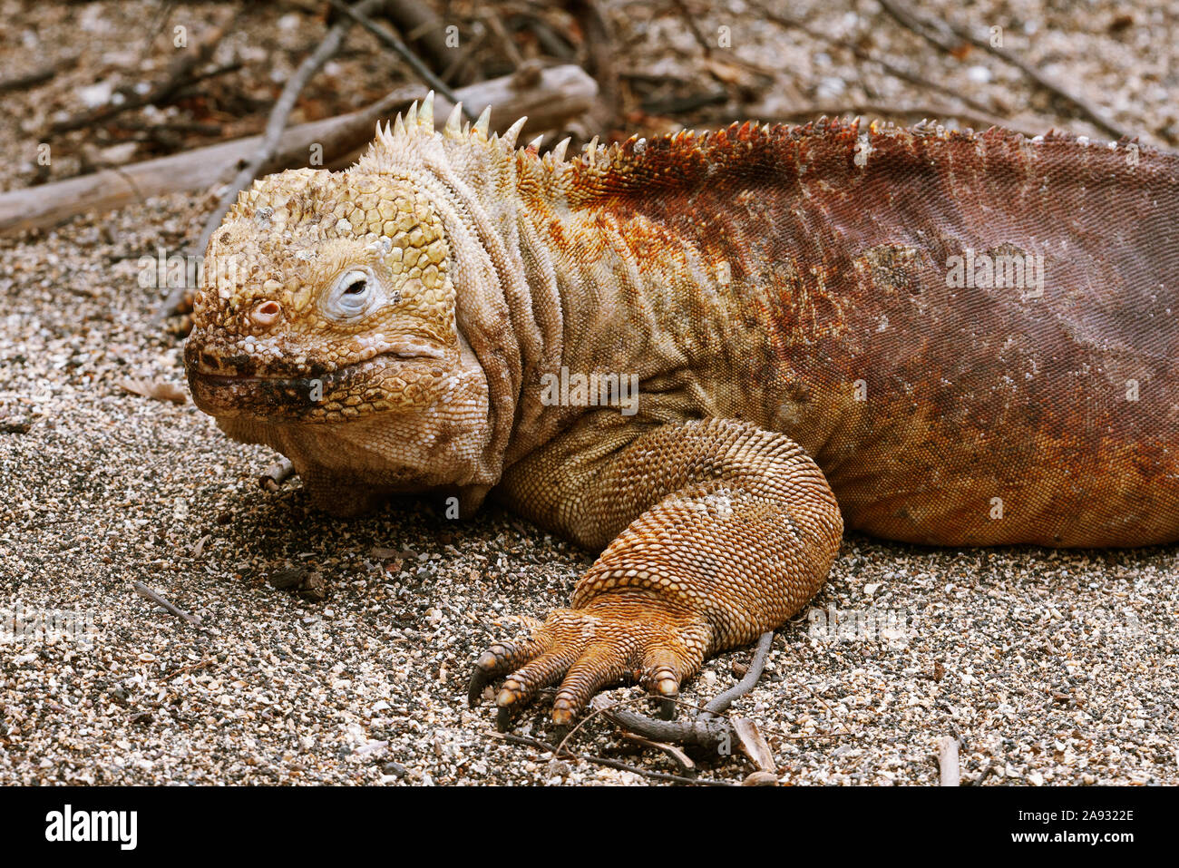 Image of lizard hi-res stock photography and images - Alamy